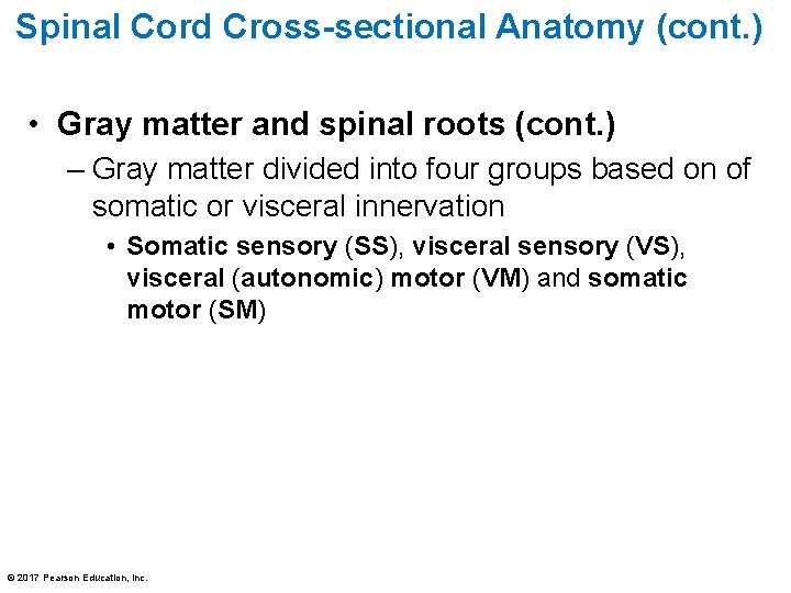 Spinal Cord Cross-sectional Anatomy (cont. ) • Gray matter and spinal roots (cont. )