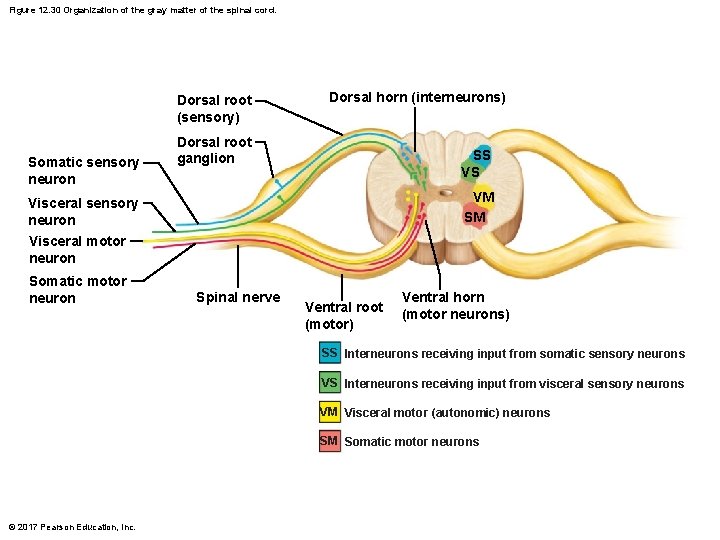 Figure 12. 30 Organization of the gray matter of the spinal cord. Dorsal root
