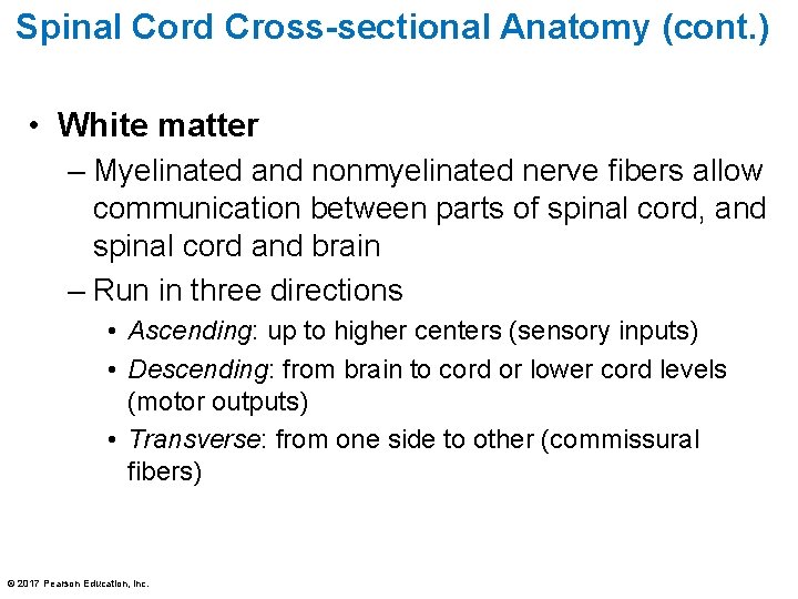 Spinal Cord Cross-sectional Anatomy (cont. ) • White matter – Myelinated and nonmyelinated nerve