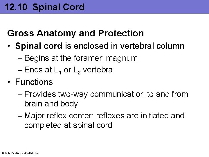 12. 10 Spinal Cord Gross Anatomy and Protection • Spinal cord is enclosed in