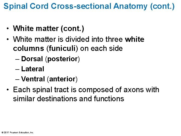 Spinal Cord Cross-sectional Anatomy (cont. ) • White matter is divided into three white