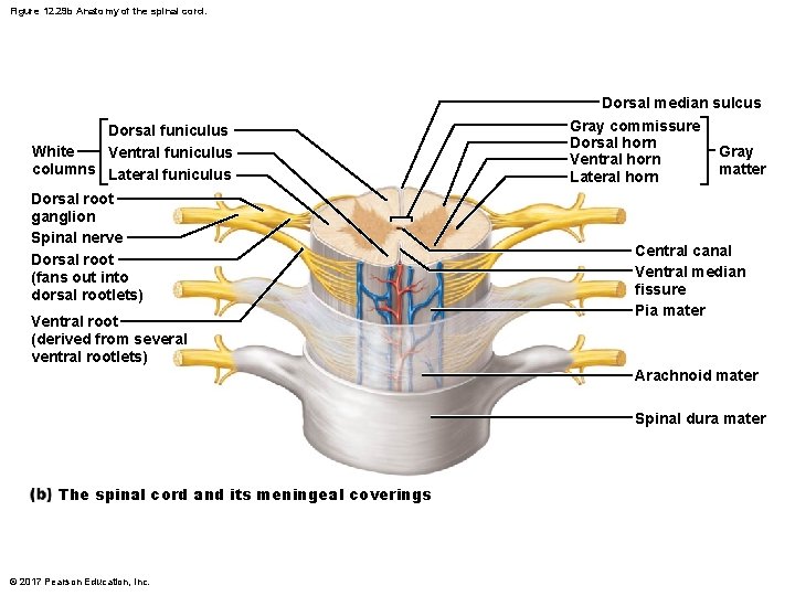 Figure 12. 29 b Anatomy of the spinal cord. Dorsal funiculus White Ventral funiculus