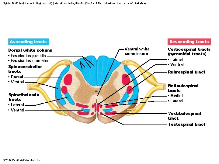 Figure 12. 31 Major ascending (sensory) and descending (motor) tracts of the spinal cord,