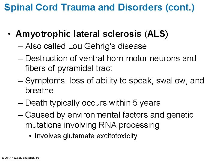 Spinal Cord Trauma and Disorders (cont. ) • Amyotrophic lateral sclerosis (ALS) – Also