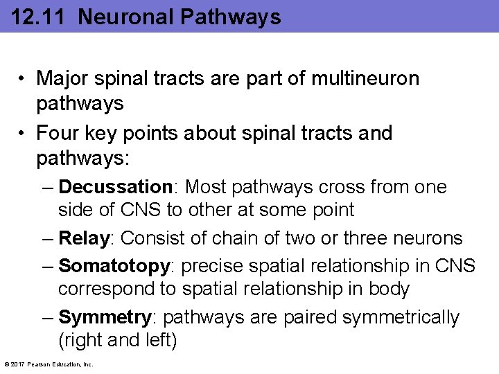 12. 11 Neuronal Pathways • Major spinal tracts are part of multineuron pathways •