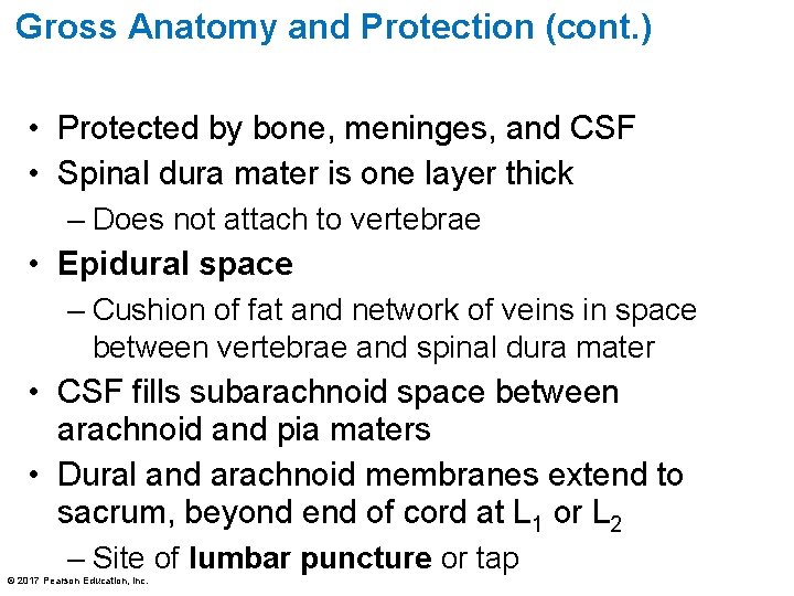 Gross Anatomy and Protection (cont. ) • Protected by bone, meninges, and CSF •