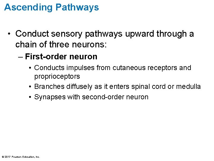 Ascending Pathways • Conduct sensory pathways upward through a chain of three neurons: –