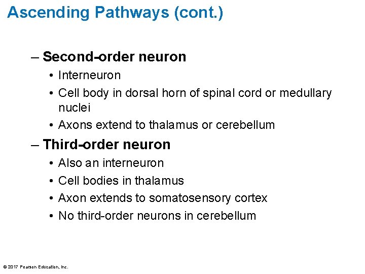 Ascending Pathways (cont. ) – Second-order neuron • Interneuron • Cell body in dorsal