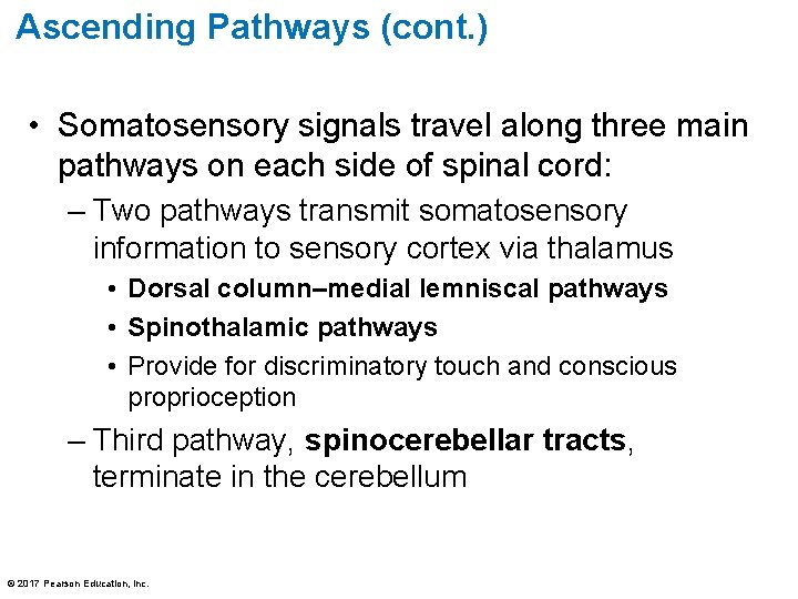 Ascending Pathways (cont. ) • Somatosensory signals travel along three main pathways on each