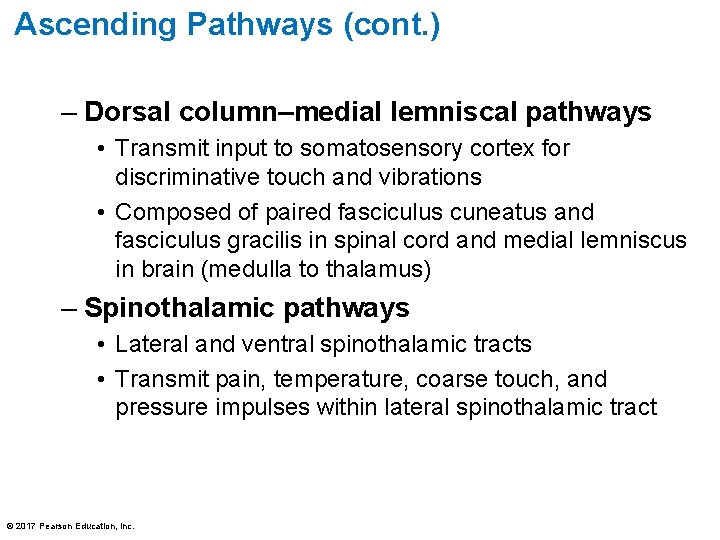 Ascending Pathways (cont. ) – Dorsal column–medial lemniscal pathways • Transmit input to somatosensory