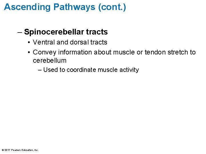 Ascending Pathways (cont. ) – Spinocerebellar tracts • Ventral and dorsal tracts • Convey