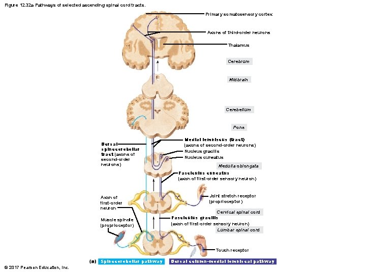 Figure 12. 32 a Pathways of selected ascending spinal cord tracts. Primary somatosensory cortex