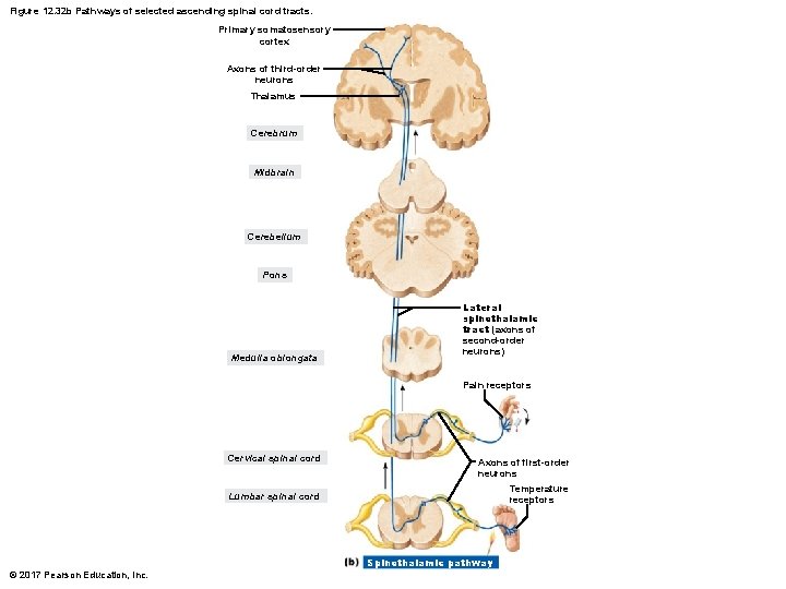 Figure 12. 32 b Pathways of selected ascending spinal cord tracts. Primary somatosensory cortex