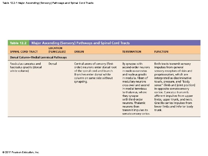 Table 12. 2 -1 Major Ascending (Sensory) Pathways and Spinal Cord Tracts © 2017