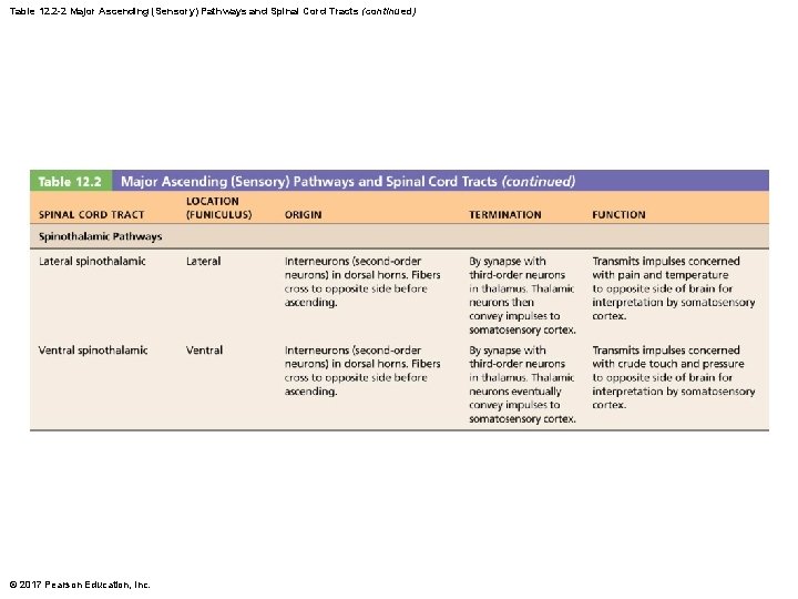 Table 12. 2 -2 Major Ascending (Sensory) Pathways and Spinal Cord Tracts (continued) ©