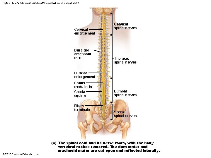 Figure 12. 27 a Gross structure of the spinal cord, dorsal view. Cervical enlargement