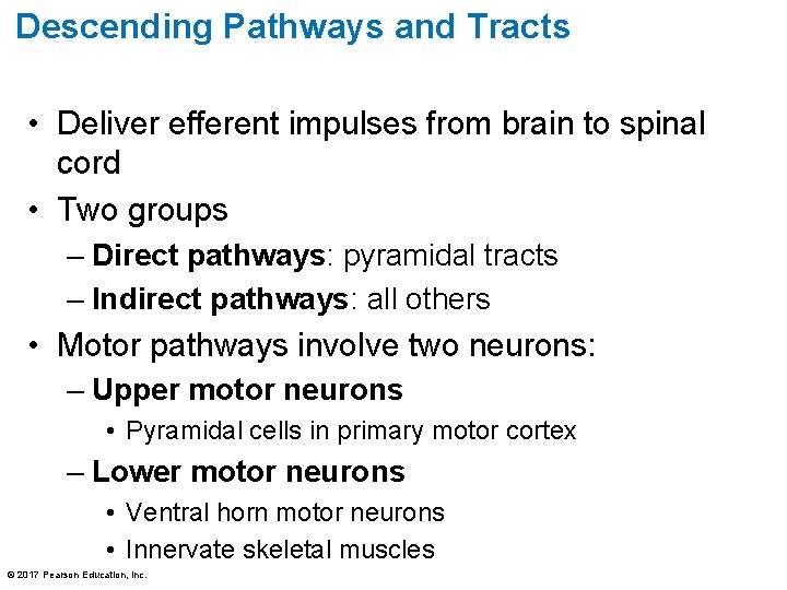 Descending Pathways and Tracts • Deliver efferent impulses from brain to spinal cord •