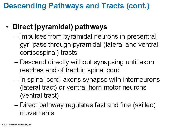 Descending Pathways and Tracts (cont. ) • Direct (pyramidal) pathways – Impulses from pyramidal