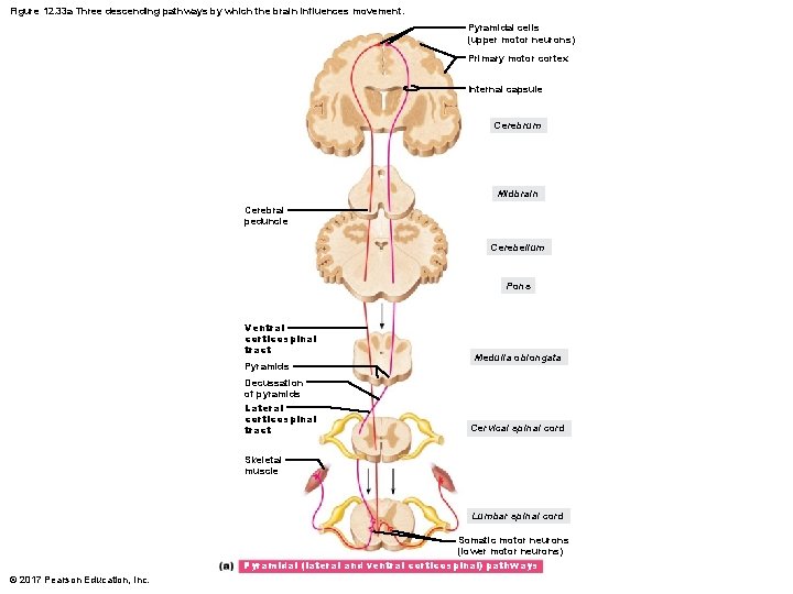 Figure 12. 33 a Three descending pathways by which the brain influences movement. Pyramidal