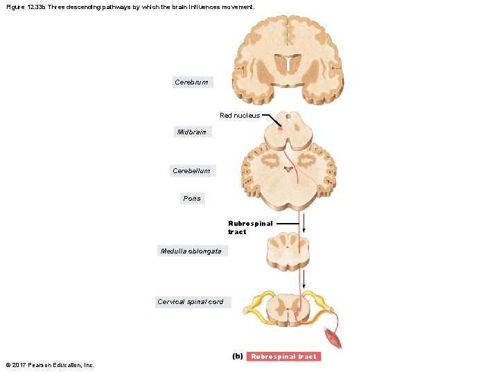 Figure 12. 33 b Three descending pathways by which the brain influences movement. Cerebrum