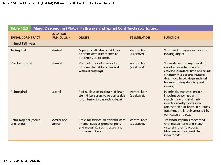 Table 12. 3 -2 Major Descending (Motor) Pathways and Spinal Cord Tracts (continued) ©