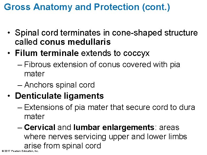 Gross Anatomy and Protection (cont. ) • Spinal cord terminates in cone-shaped structure called