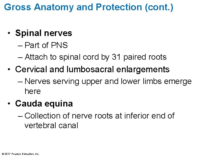 Gross Anatomy and Protection (cont. ) • Spinal nerves – Part of PNS –