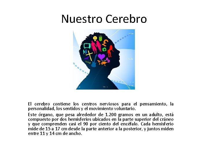 Nuestro Cerebro El cerebro contiene los centros nerviosos para el pensamiento, la personalidad, los