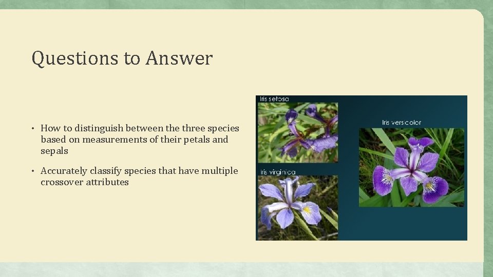 Questions to Answer • How to distinguish between the three species based on measurements