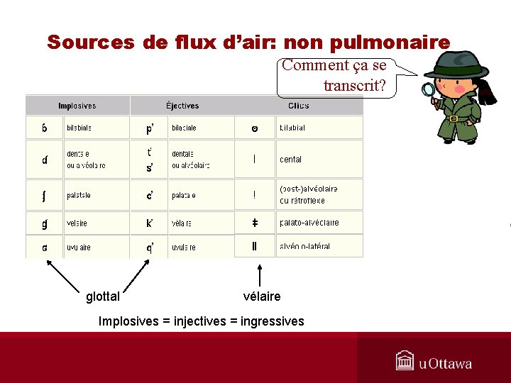 Sources de flux d’air: non pulmonaire Comment ça se transcrit? glottal vélaire Implosives =