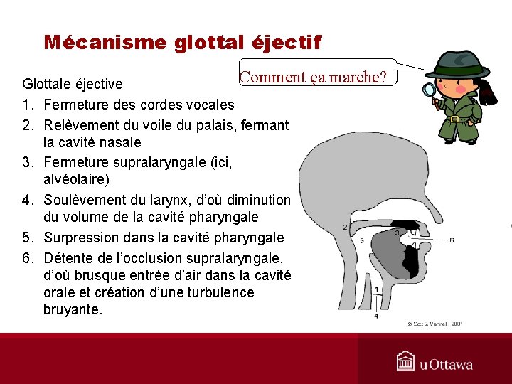 Mécanisme glottal éjectif Comment ça marche? Glottale éjective 1. Fermeture des cordes vocales 2.