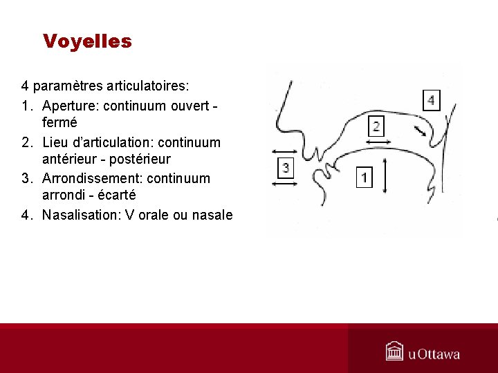 Voyelles 4 paramètres articulatoires: 1. Aperture: continuum ouvert - fermé 2. Lieu d’articulation: continuum