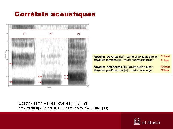 Corrélats acoustiques Spectrogrammes des voyelles [i], [u], [a] http: //fr. wikipedia. org/wiki/Image: Spectrogram_-iua-. png