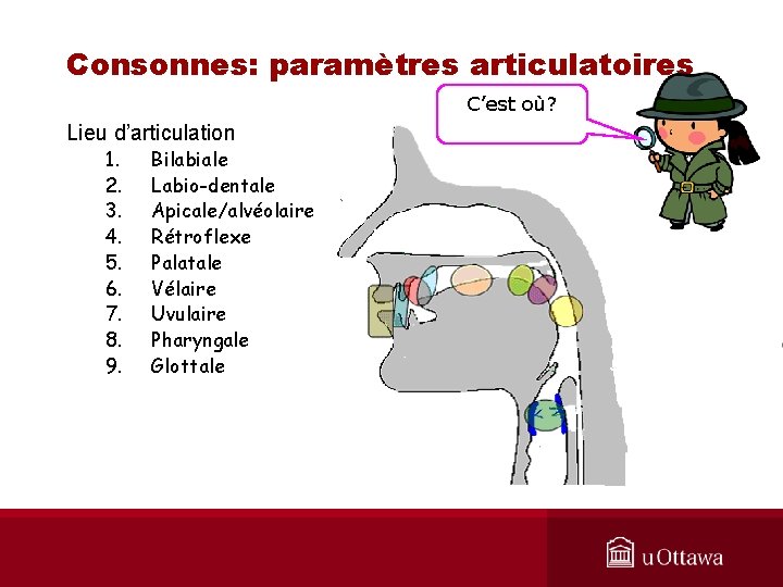 Consonnes: paramètres articulatoires C’est où? Lieu d’articulation 1. 2. 3. 4. 5. 6. 7.