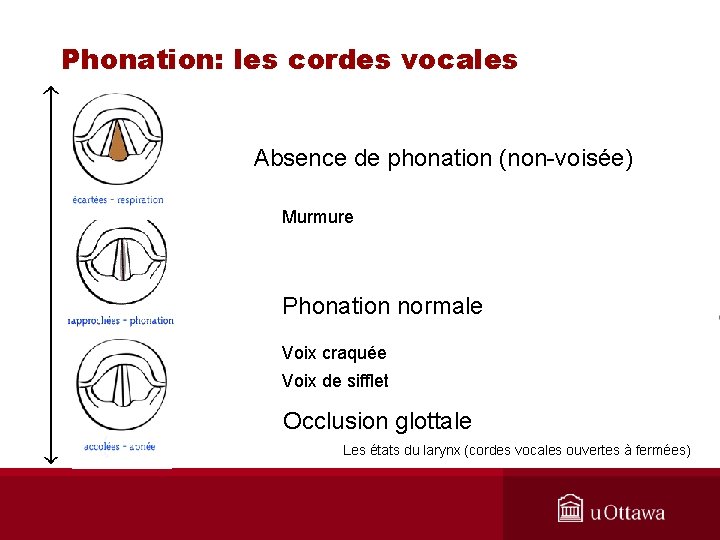 Phonation: les cordes vocales Absence de phonation (non-voisée) Murmure Phonation normale Voix craquée Voix