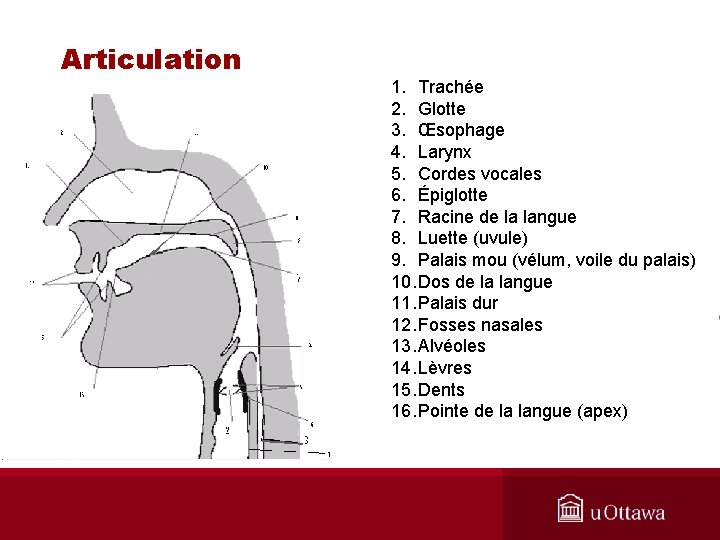 Articulation 1. Trachée 2. Glotte 3. Œsophage 4. Larynx 5. Cordes vocales 6. Épiglotte