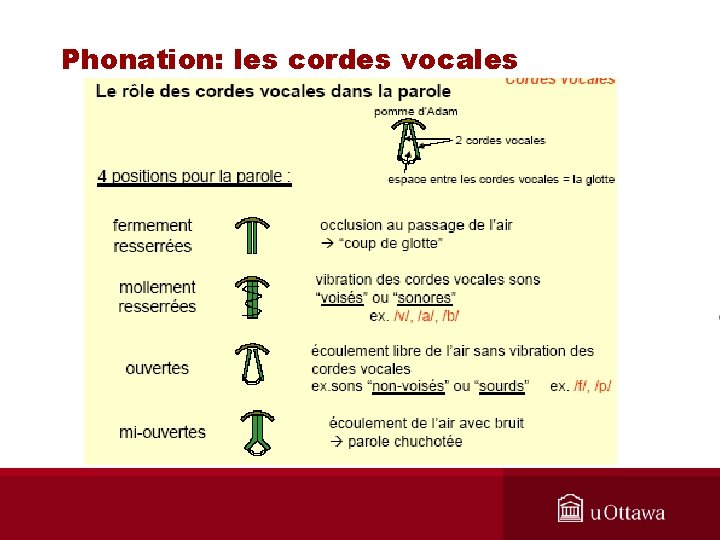 Phonation: les cordes vocales 