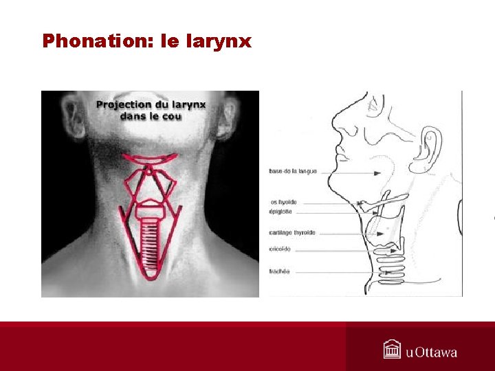 Phonation: le larynx 