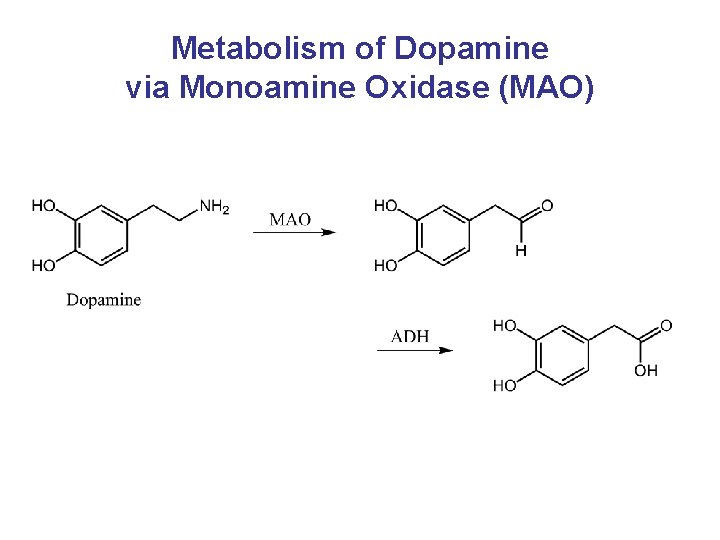 Metabolism of Dopamine via Monoamine Oxidase (MAO) 