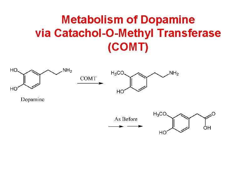 Metabolism of Dopamine via Catachol-O-Methyl Transferase (COMT) 