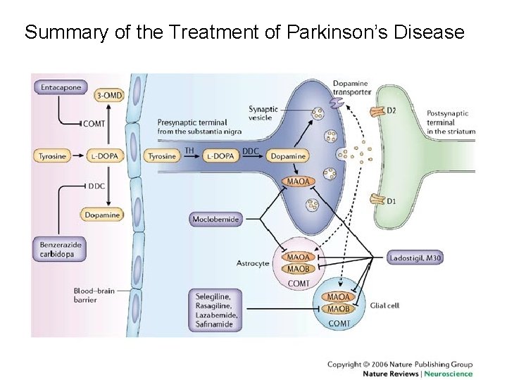 Summary of the Treatment of Parkinson’s Disease 