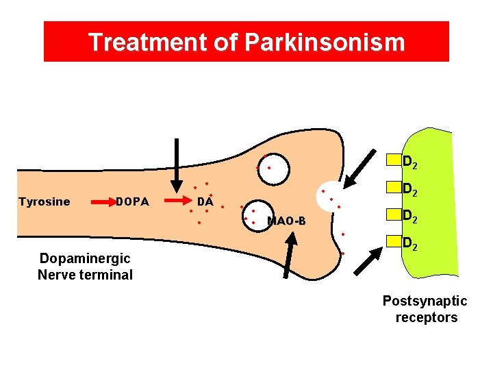 Treatment of Parkinsonism • • • Tyrosine DOPA Dopaminergic Nerve terminal • • •