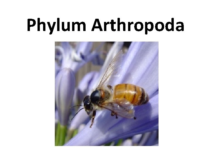 Phylum Arthropoda 