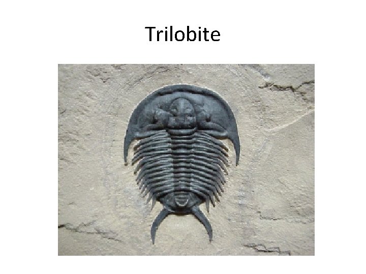 Trilobite 