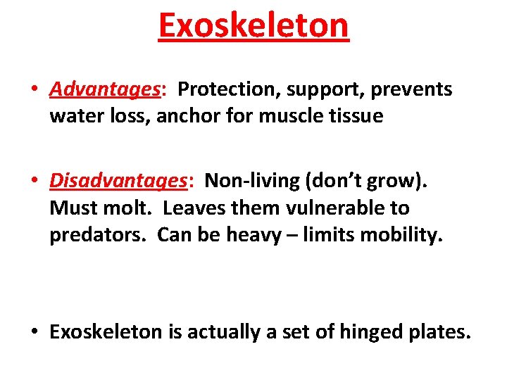 Exoskeleton • Advantages: Protection, support, prevents water loss, anchor for muscle tissue • Disadvantages: