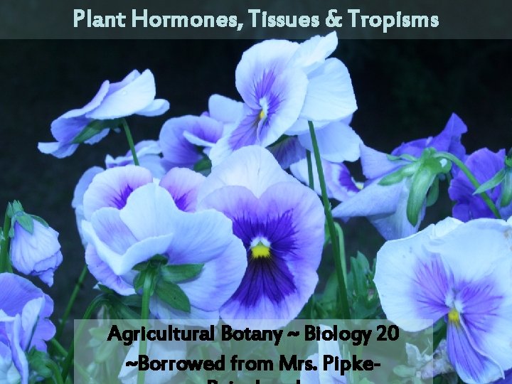 Plant Hormones, Tissues & Tropisms Agricultural Botany ~ Biology 20 ~Borrowed from Mrs. Pipke-