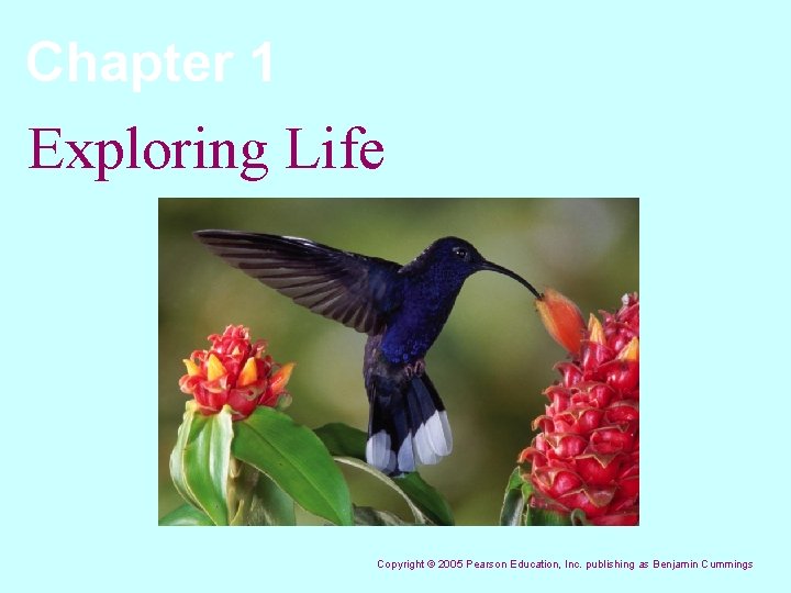 Chapter 1 Exploring Life Copyright © 2005 Pearson Education, Inc. publishing as Benjamin Cummings