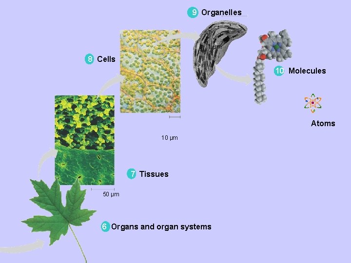 9 Organelles 1 µm 8 Cells 10 Molecules Atoms 10 µm 7 Tissues 50