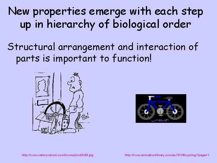 New properties emerge with each step up in hierarchy of biological order Structural arrangement