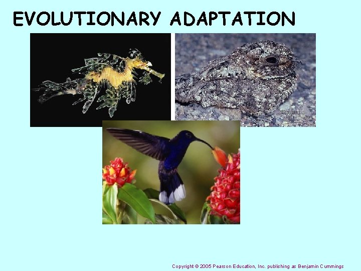 EVOLUTIONARY ADAPTATION Copyright © 2005 Pearson Education, Inc. publishing as Benjamin Cummings 